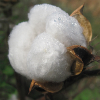 Cotton for natural organic mattresses