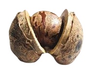 Seed