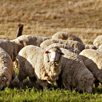 Wool for natural organic mattresses
